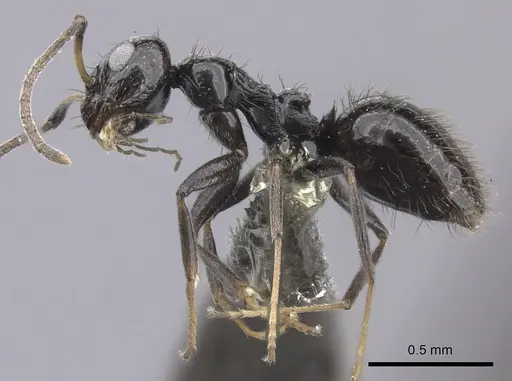 Lepisiota egregia specimen