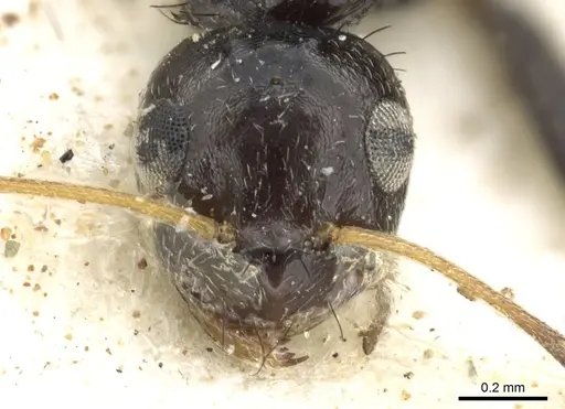 Lepisiota egregia - CASENT0903164