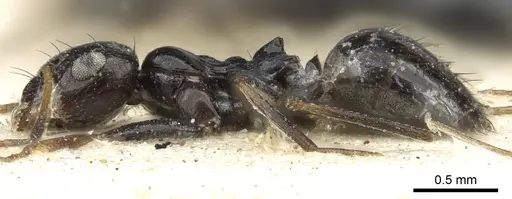 Lepisiota egregia - CASENT0903164