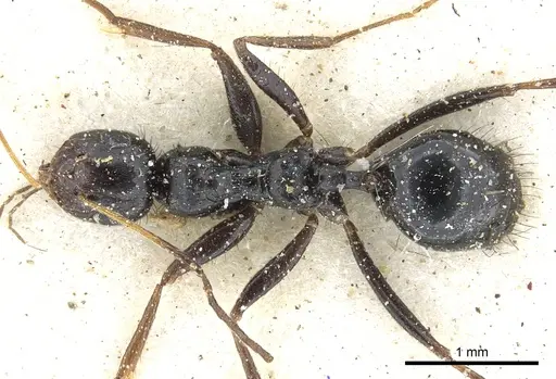 Lepisiota egregia - CASENT0903165