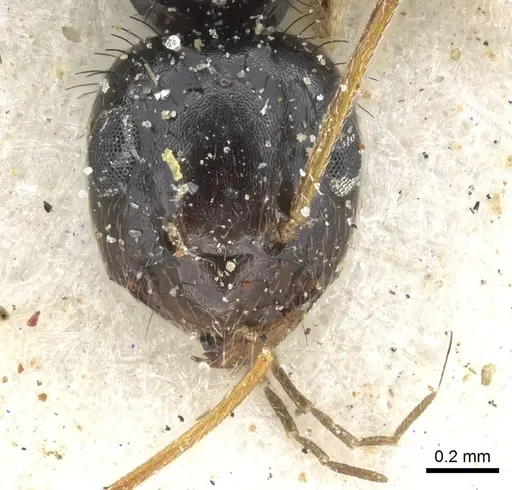 Lepisiota egregia - CASENT0903165