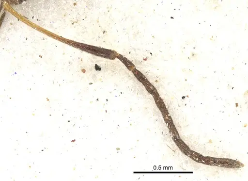 Lepisiota egregia - CASENT0903165