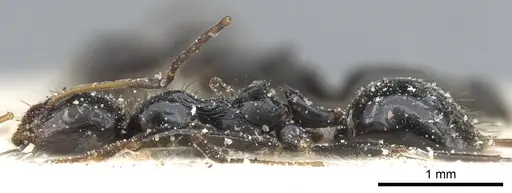 Lepisiota egregia - CASENT0903165