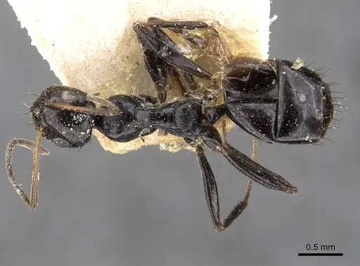 Lepisiota egregia - CASENT0909882