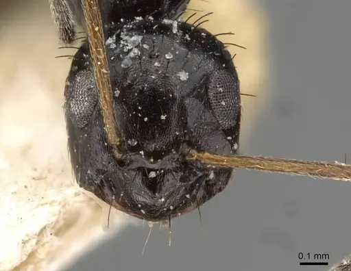 Lepisiota egregia - CASENT0909882