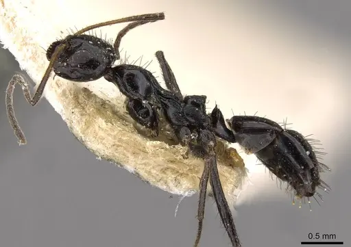 Lepisiota egregia - CASENT0909882