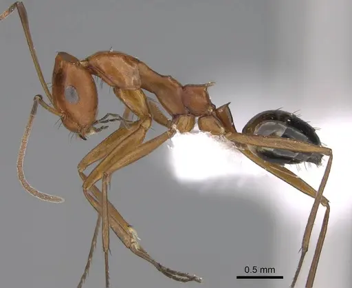 Lepisiota elbazi specimen