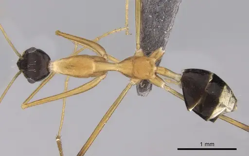 Lepisiota elegantissima specimen