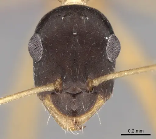 Lepisiota elegantissima specimen