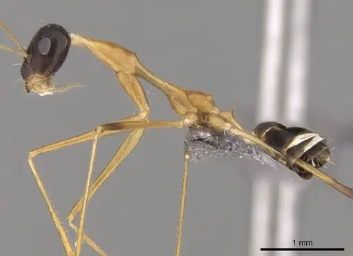 Lepisiota elegantissima specimen