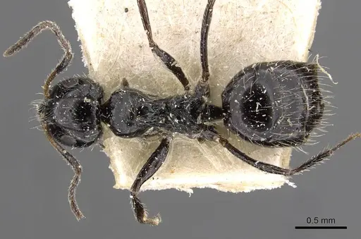 Lepisiota elevata specimen