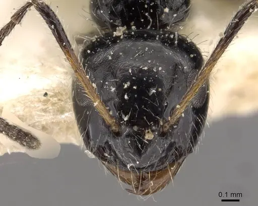 Lepisiota elevata specimen