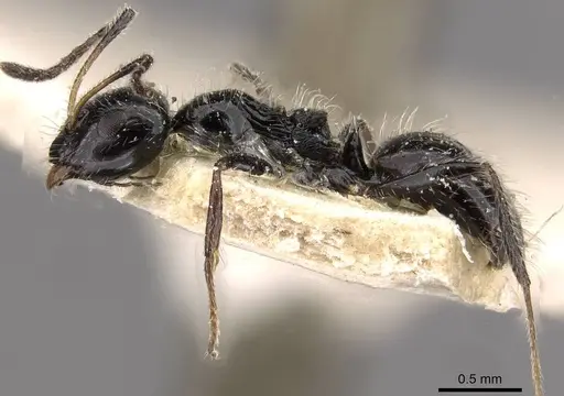 Lepisiota elevata specimen