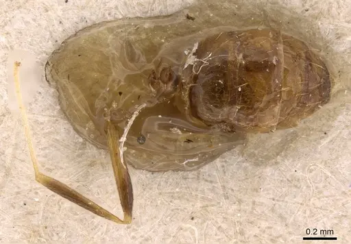 Lepisiota emmelii specimen