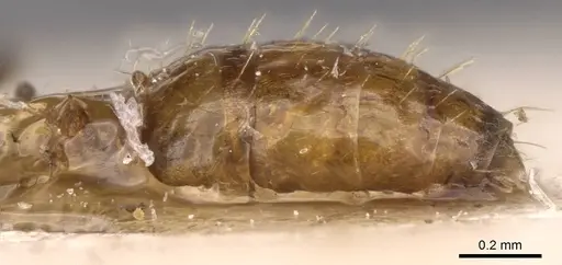 Lepisiota emmelii specimen