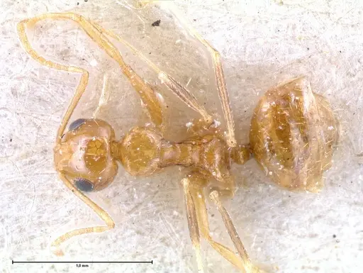 Lepisiota emmelii - FOCOL0468