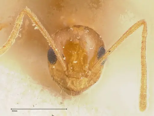 Lepisiota emmelii - FOCOL0468