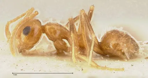 Lepisiota emmelii - FOCOL0468