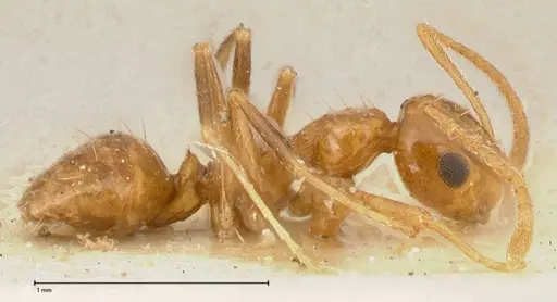 Lepisiota emmelii - FOCOL0468