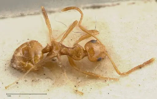 Lepisiota emmelii - FOCOL0469