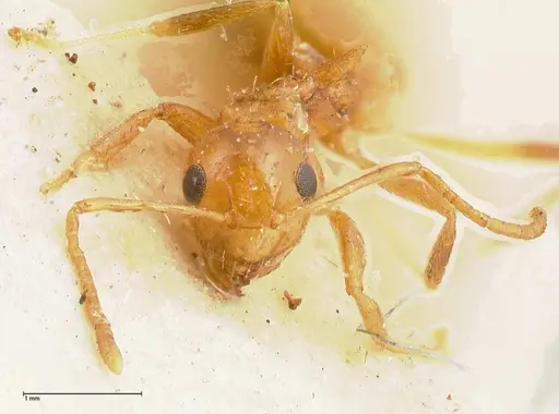 Lepisiota emmelii - FOCOL0469