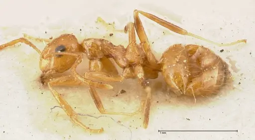 Lepisiota emmelii - FOCOL0469