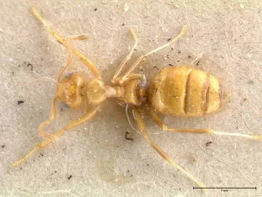 Lepisiota emmelii - FOCOL0470