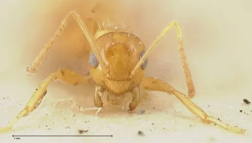 Lepisiota emmelii - FOCOL0470