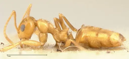 Lepisiota emmelii - FOCOL0470