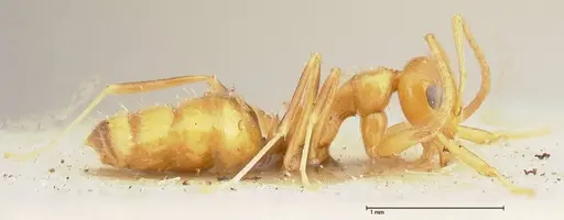 Lepisiota emmelii - FOCOL0470