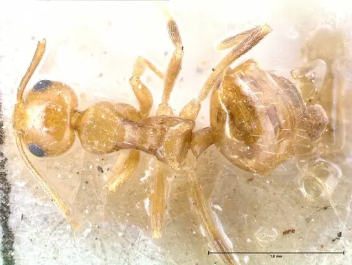 Lepisiota emmelii - FOCOL0471