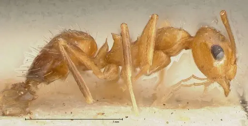 Lepisiota emmelii - FOCOL0471