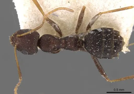 Lepisiota erythraea specimen