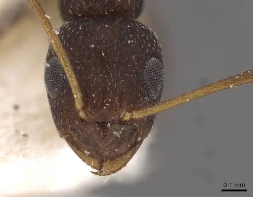 Lepisiota erythraea specimen