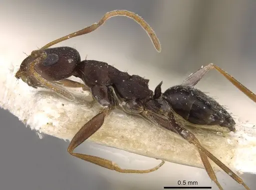 Lepisiota erythraea specimen