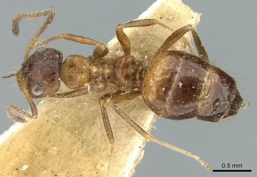 Lepisiota fergusoni specimen