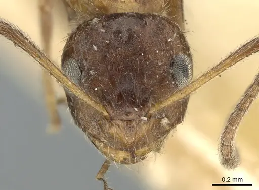 Lepisiota fergusoni specimen