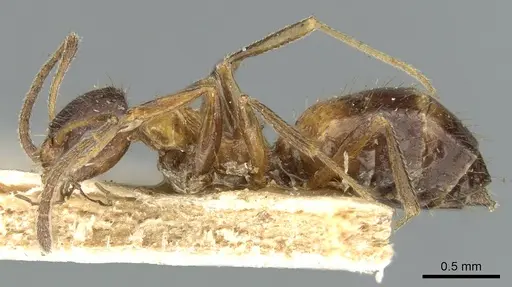 Lepisiota fergusoni specimen