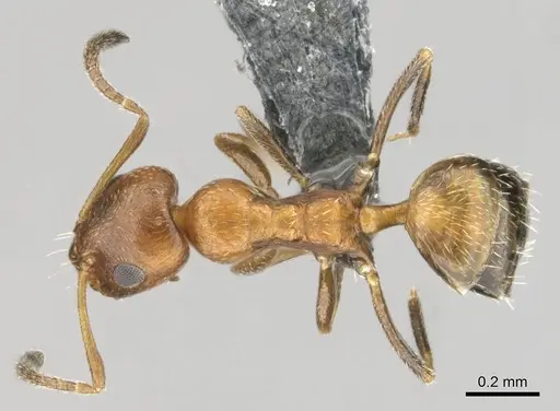 Lepisiota foreli specimen