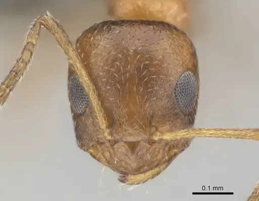 Lepisiota foreli specimen