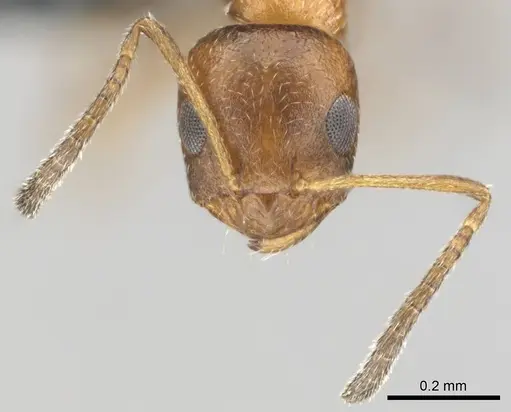 Lepisiota foreli specimen