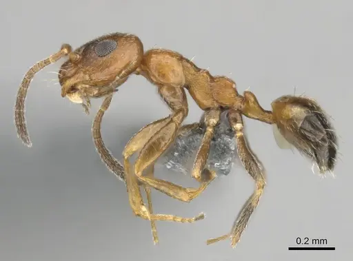 Lepisiota foreli - CASENT0812194