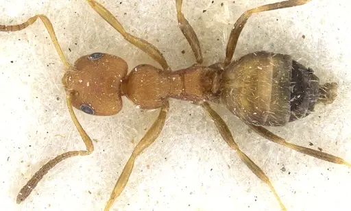 Lepisiota foreli - CASENT0903152