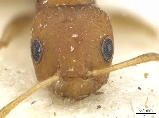 Lepisiota foreli - CASENT0903152