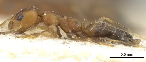 Lepisiota foreli - CASENT0903152