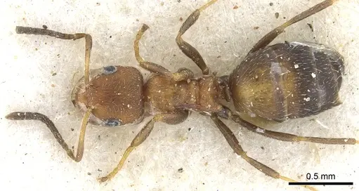 Lepisiota foreli - CASENT0903153