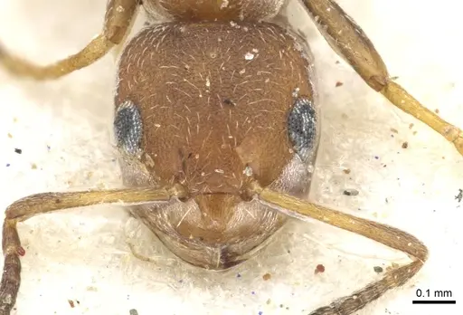 Lepisiota foreli - CASENT0903153