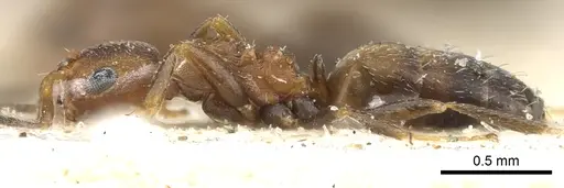 Lepisiota foreli - CASENT0903153