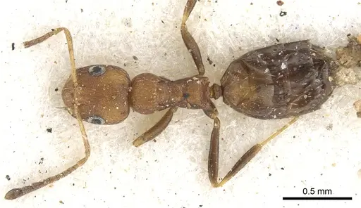 Lepisiota foreli - CASENT0903154