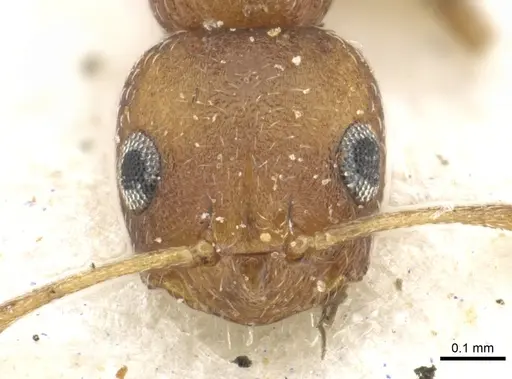 Lepisiota foreli - CASENT0903154